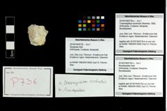 Foto (Objekt + Etikett) von Cracensigillatus acutirostris (Moericke, 1889)  (NHMW-GEO-2014-0194-0736a)
